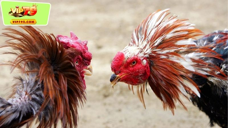 Nguồn Gốc Và Lịch Sử Của Đấu Gà Ở Campuchia